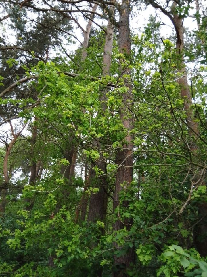 Działka rolno-budowlana Zofia. Zdjęcie 8