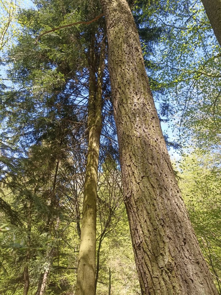 Działka leśna Karwodrza. Zdjęcie 10
