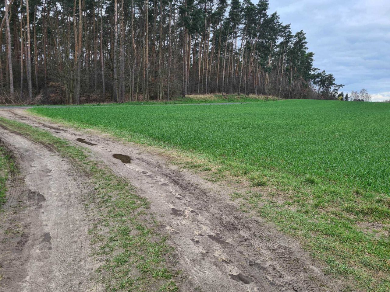Działka budowlana Rybojedzko, ul. Leśna. Zdjęcie 2
