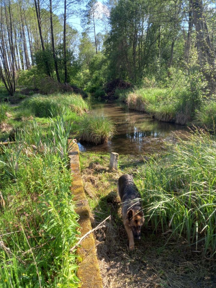 siedlisko, 5 pokoi Szczepkowo-Giewarty. Zdjęcie 7
