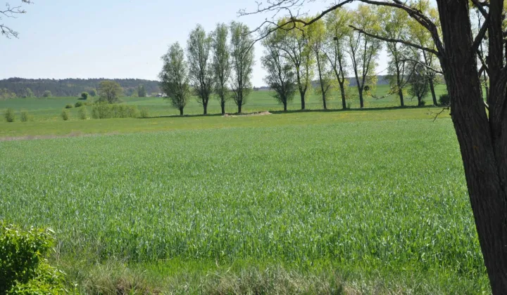 Działka rolna Jabłowo Pałuckie