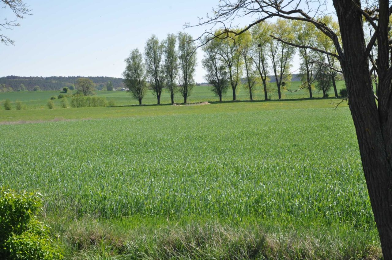 Działka rolna Jabłowo Pałuckie