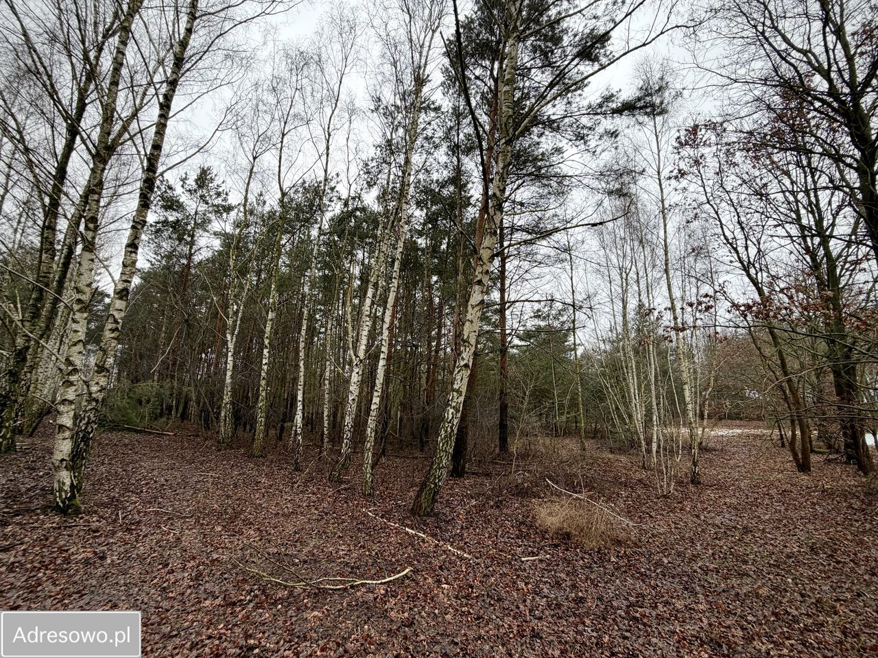Działka rekreacyjna Mniszki A. Zdjęcie 4