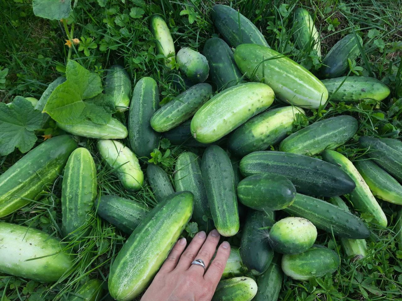 Działka rod Szczecin Centrum. Zdjęcie 2