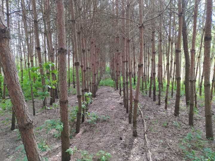 dom wolnostojący Przedecz. Zdjęcie 7