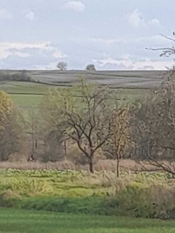 Działka rolna Kumów Majoracki. Zdjęcie 1