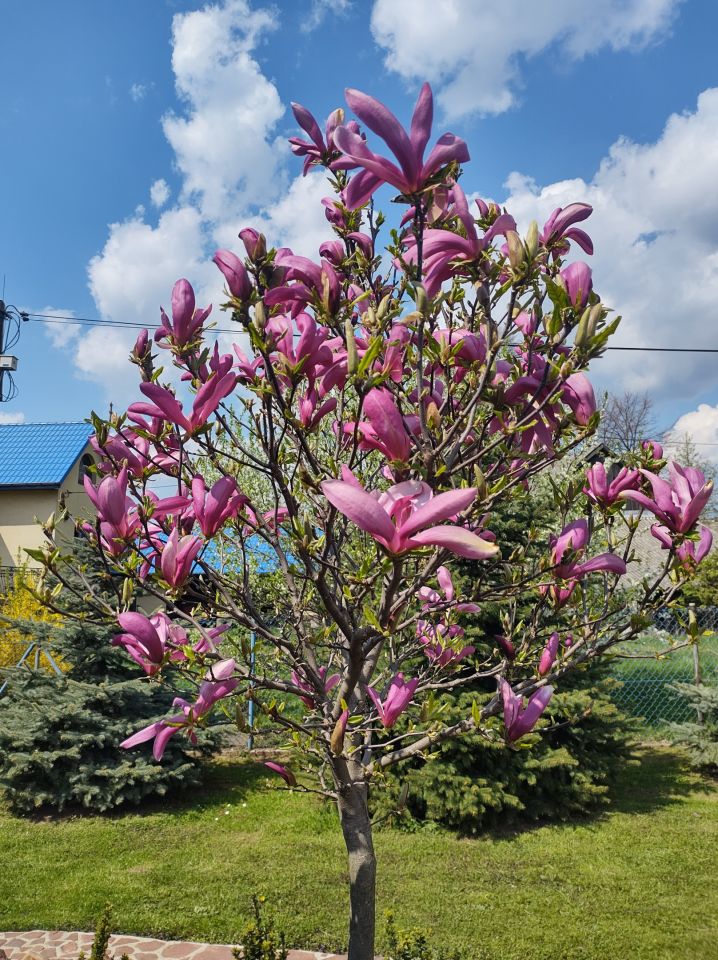 dom wolnostojący, 6 pokoi Mniów Raszówka, ul. Raszówka. Zdjęcie 14