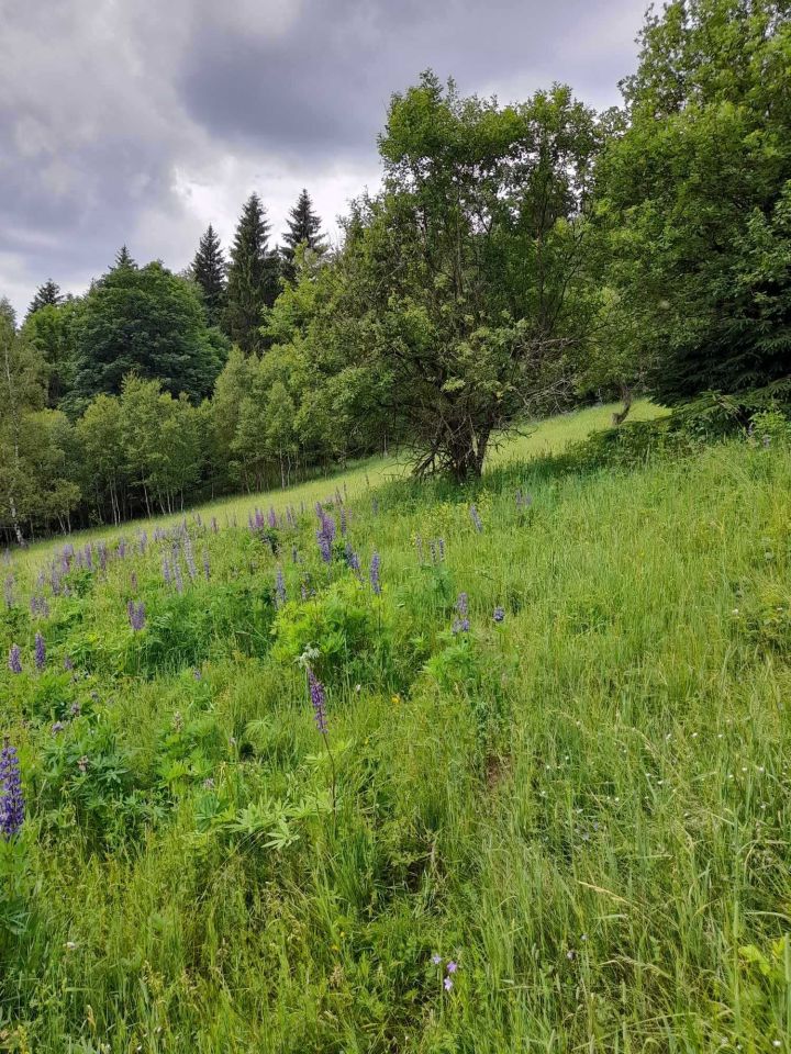 Działka siedliskowa Poniatów. Zdjęcie 2