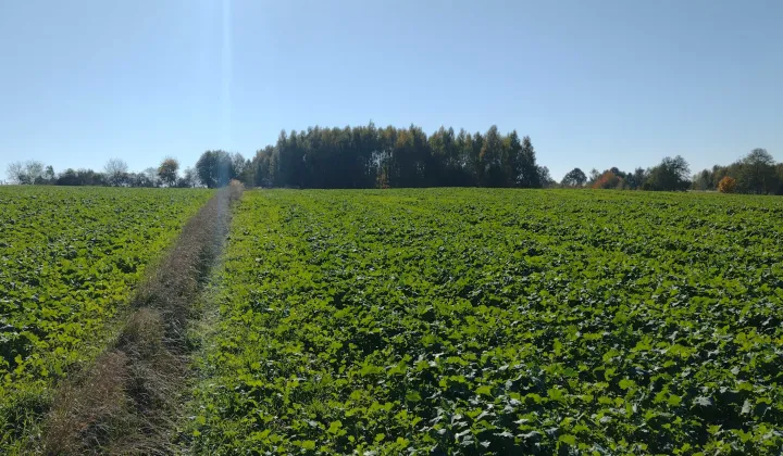 Działka rolna Zastawie-Kolonia