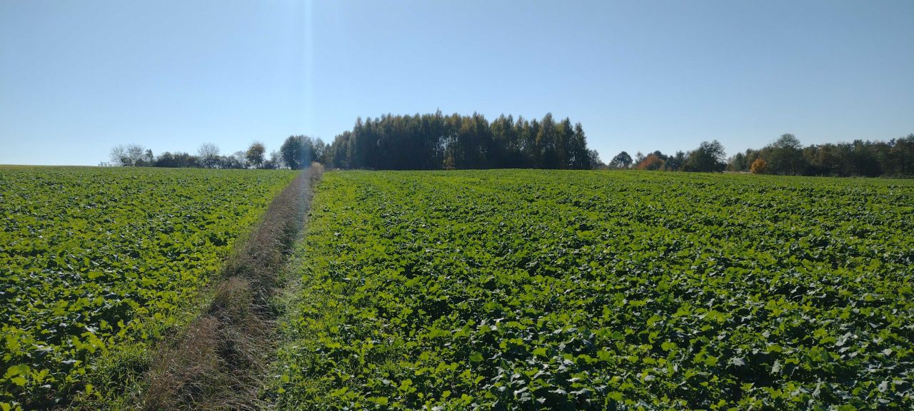 Działka rolna Zastawie-Kolonia