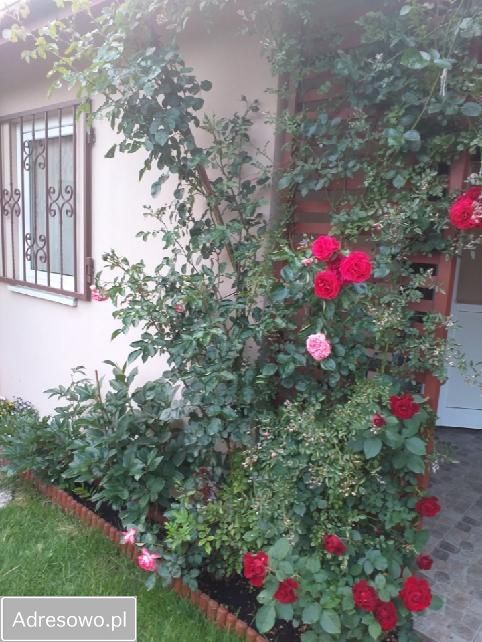 Działka rod Ząbki, ul. Skrajna. Zdjęcie 11