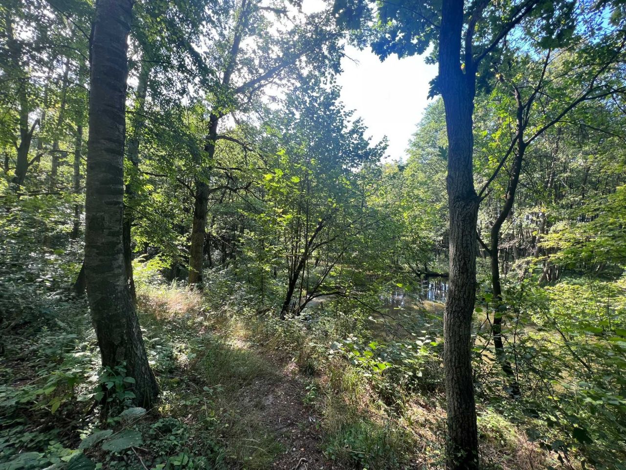 Działka leśna Rochna. Zdjęcie 3