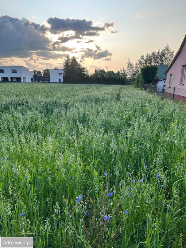 Działka rolno-budowlana Wilczyn. Zdjęcie 2