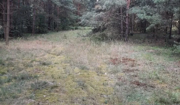 Działka leśna Żarki-Letnisko, ul. Jasna