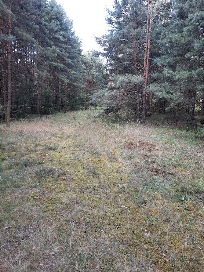 Działka leśna Żarki-Letnisko, ul. Jasna