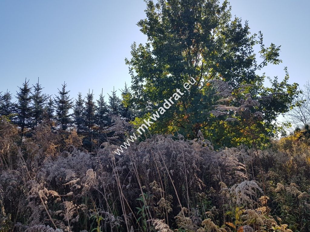 Działka budowlana Kajetany. Zdjęcie 2