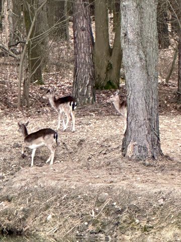 dom wolnostojący, 5 pokoi Sucha, Tartaczna. Zdjęcie 25