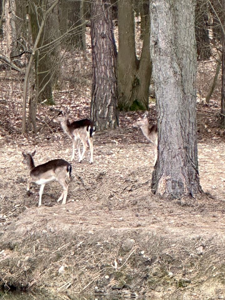 dom wolnostojący, 5 pokoi Sucha, Tartaczna. Zdjęcie 25