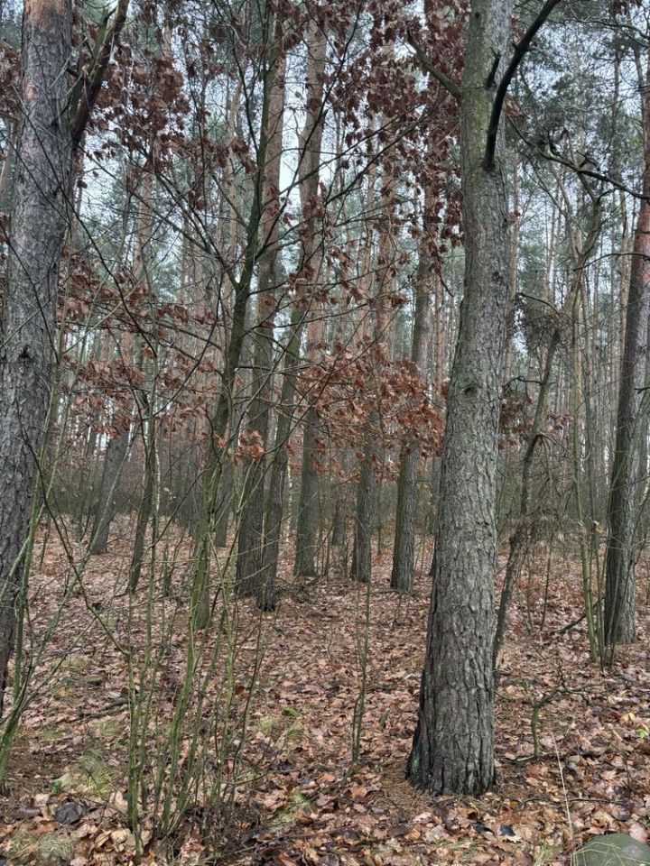 Działka leśna Soćki. Zdjęcie 7