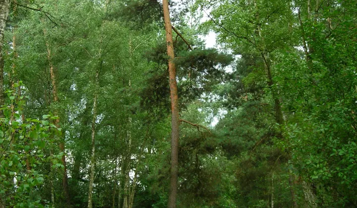Działka leśna Tończa Osowiec