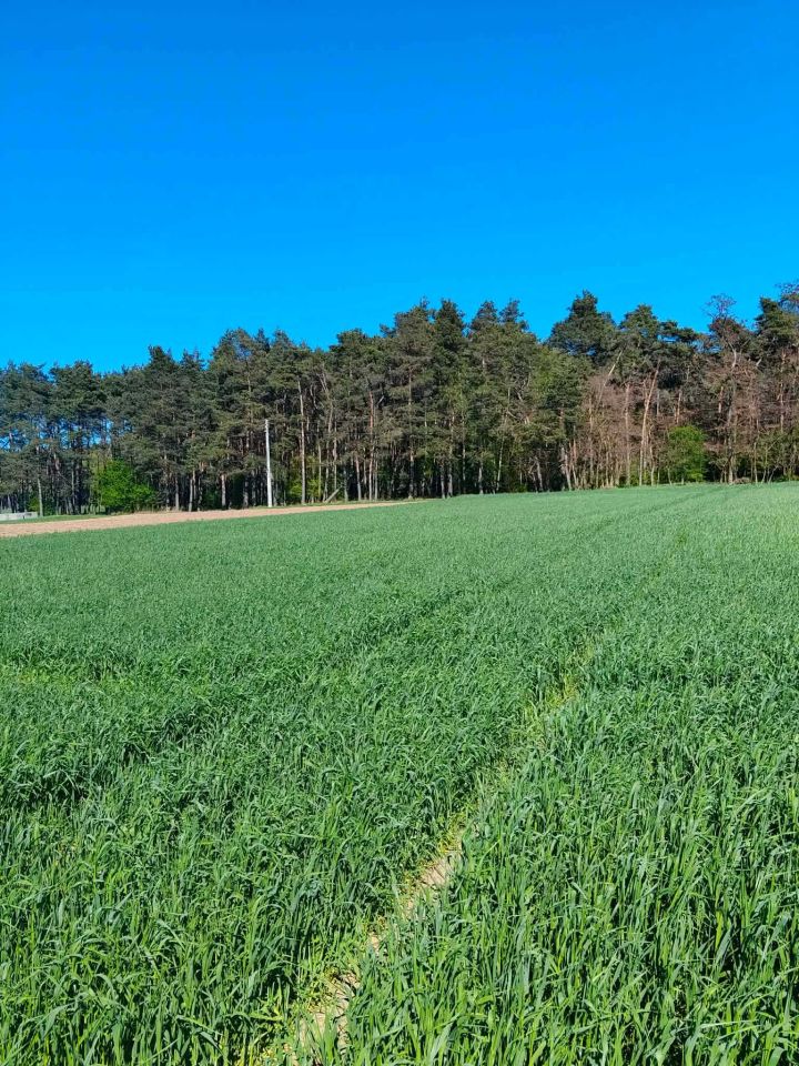 Działka rolno-budowlana Nowy Belęcin. Zdjęcie 3