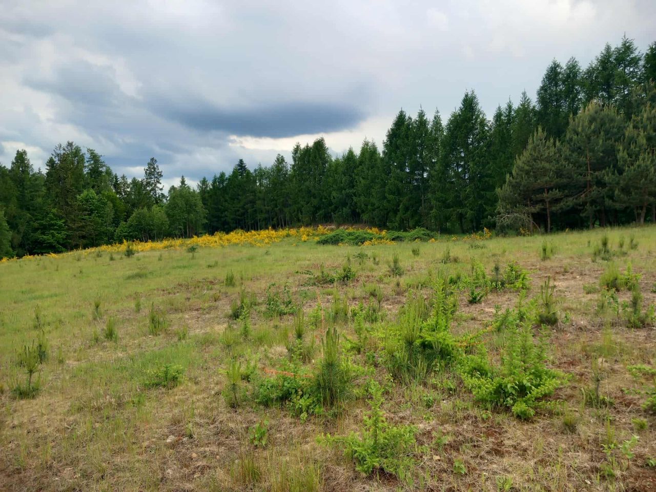 Działka inwestycyjna Borek Kamienny. Zdjęcie 4