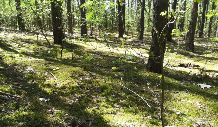 Działka budowlana Kwiatkowice-Las, ul. Księżycowa