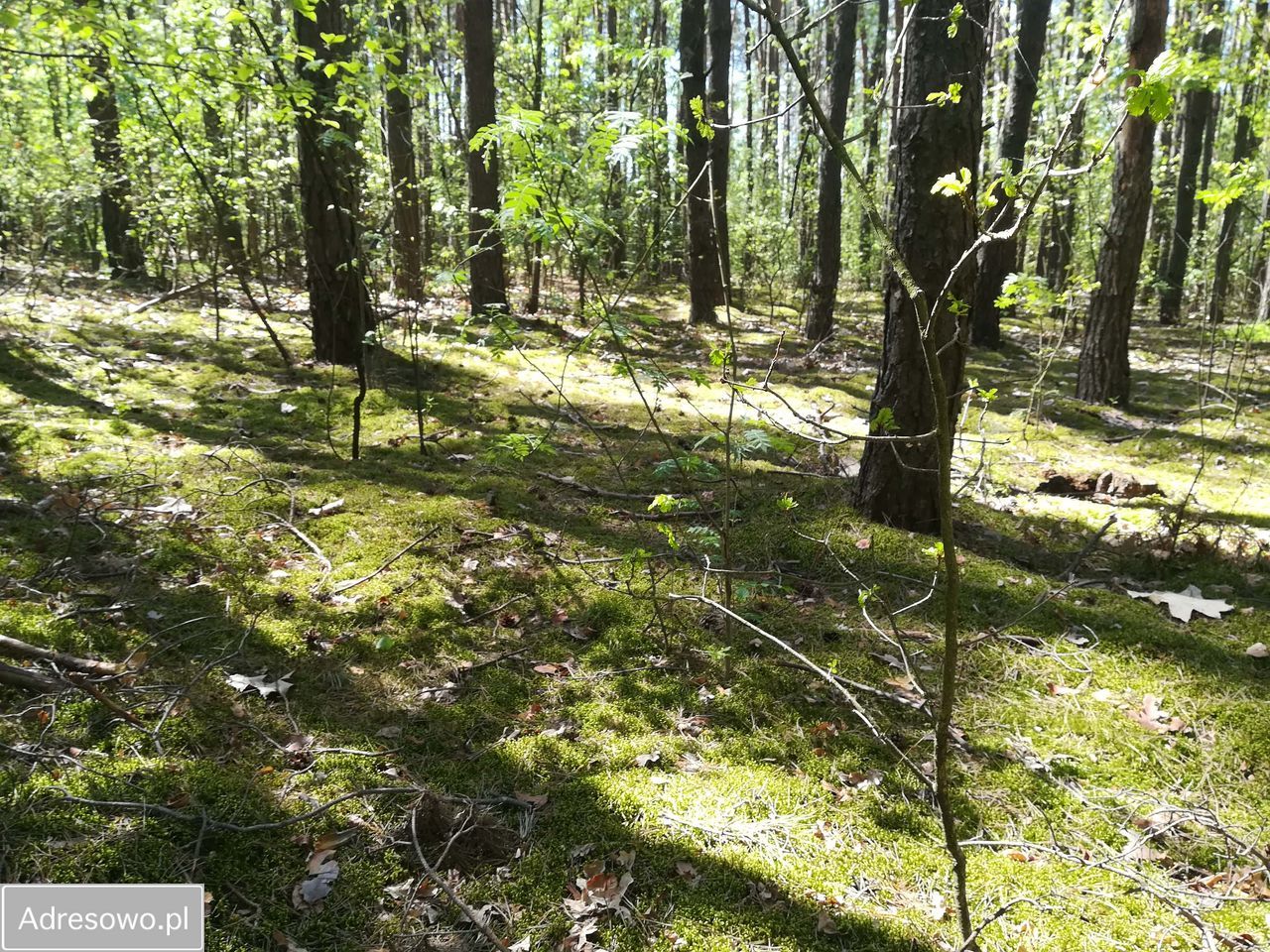 Działka budowlana Kwiatkowice-Las, ul. Księżycowa. Zdjęcie 1