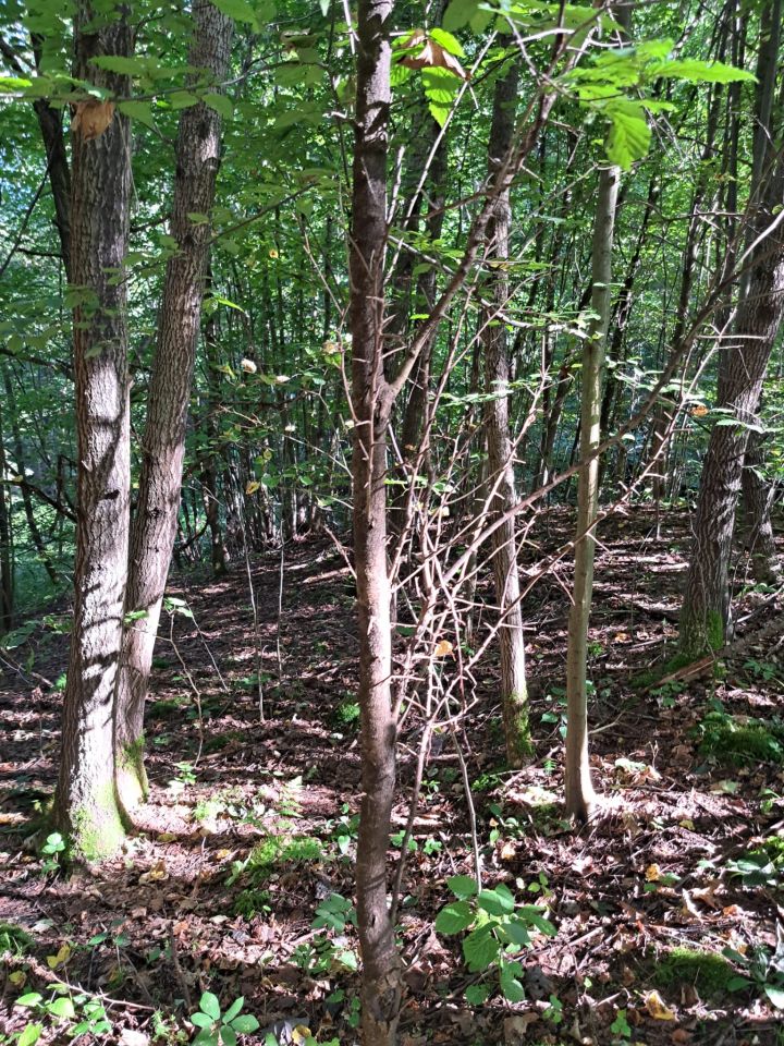 Działka rolno-budowlana Święcany. Zdjęcie 22