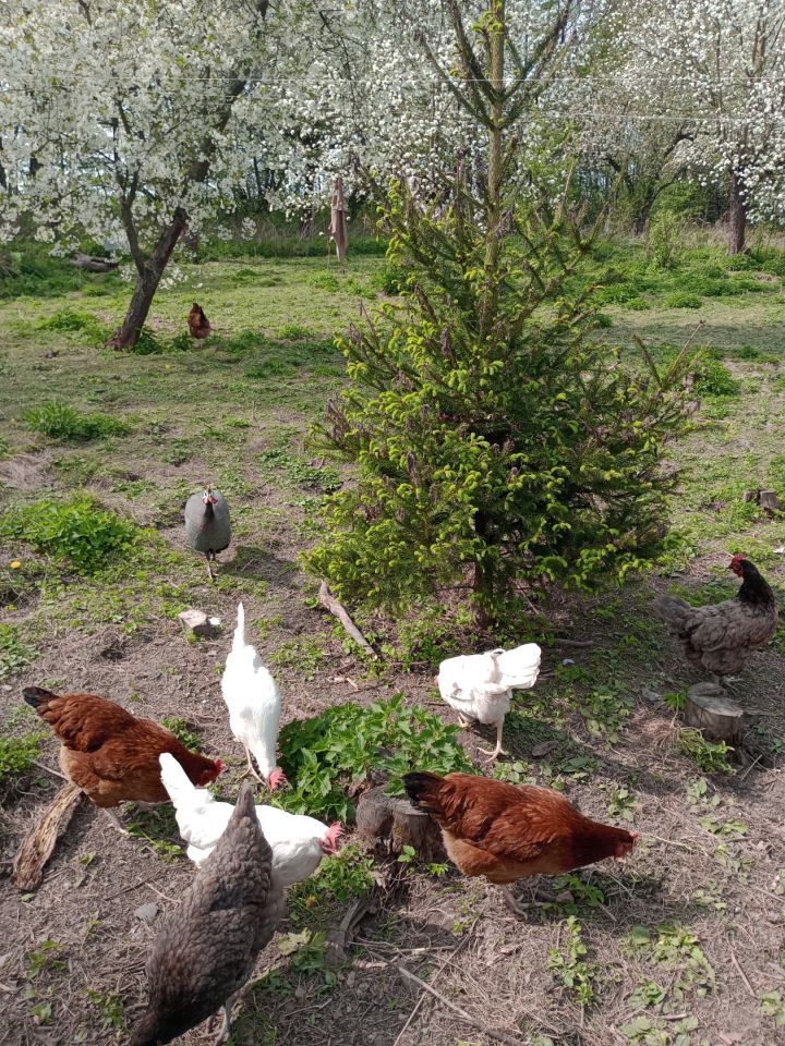 dom wolnostojący, 8 pokoi Radostów Średni, Radostów Średni. Zdjęcie 9