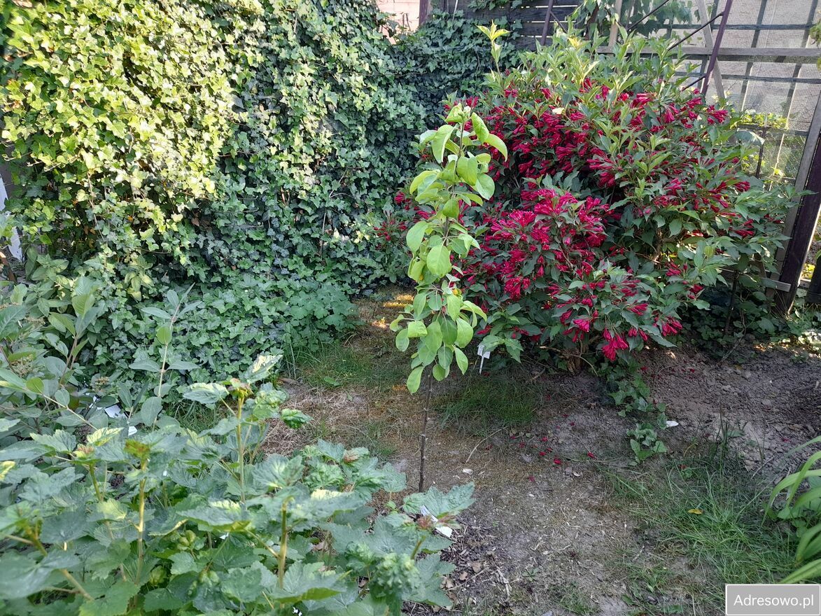 Działka rod Toruń Chełmińskie Przedmieście. Zdjęcie 5