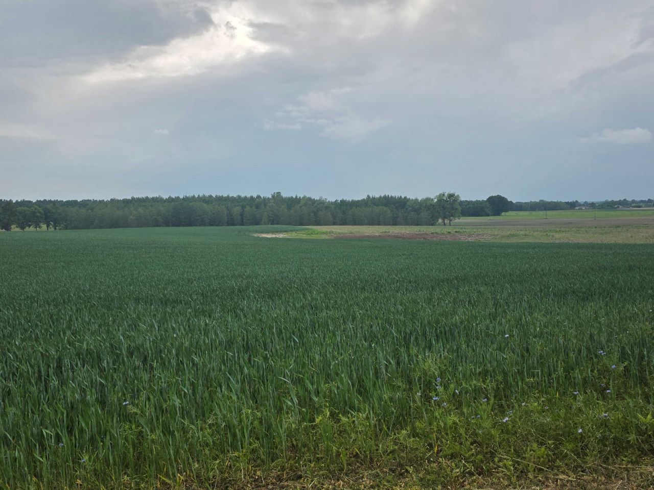 Działka rolno-budowlana Grabowiec. Zdjęcie 3