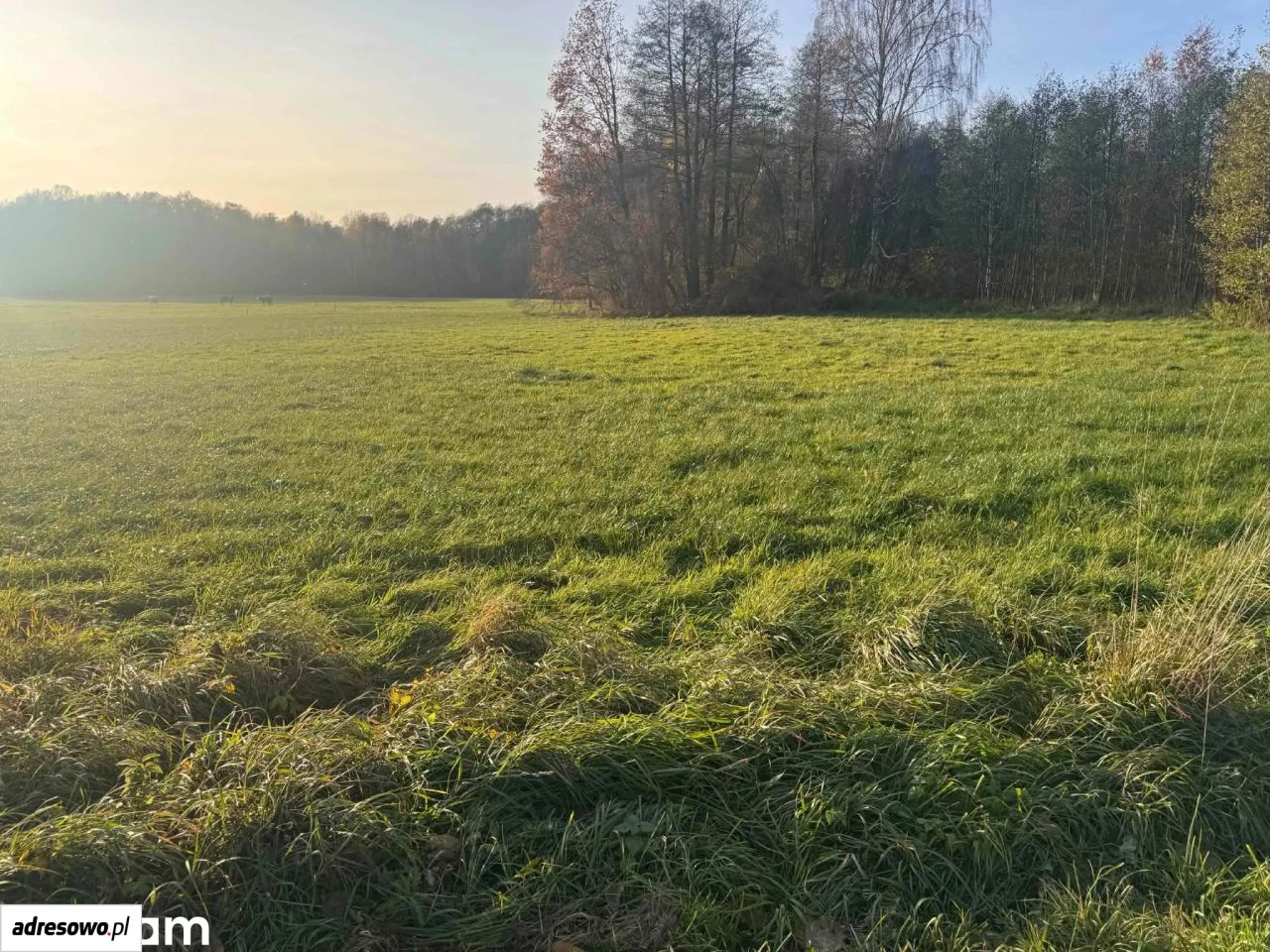 Działka budowlana Chojeczno-Cesarze. Zdjęcie 6