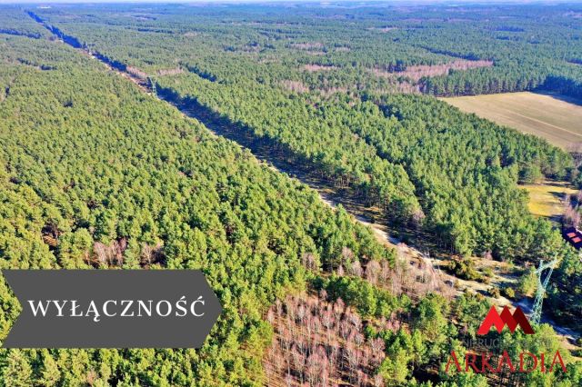 Działka leśna Bobrownickie Pole. Zdjęcie 1