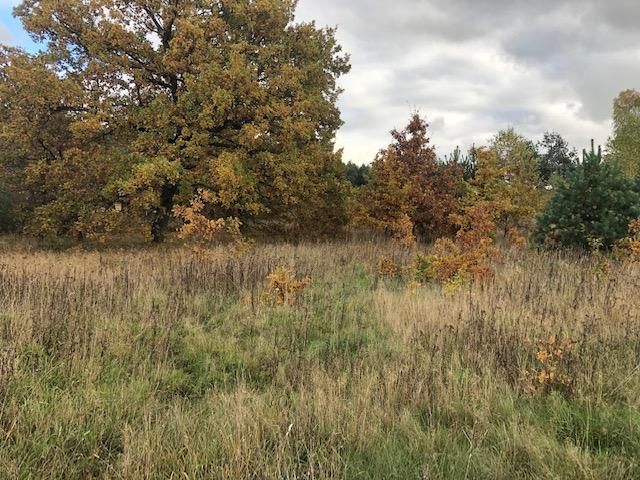 Działka inwestycyjna Ełganowo. Zdjęcie 4