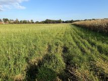 Działka rolno-budowlana Potasznia. Zdjęcie 4