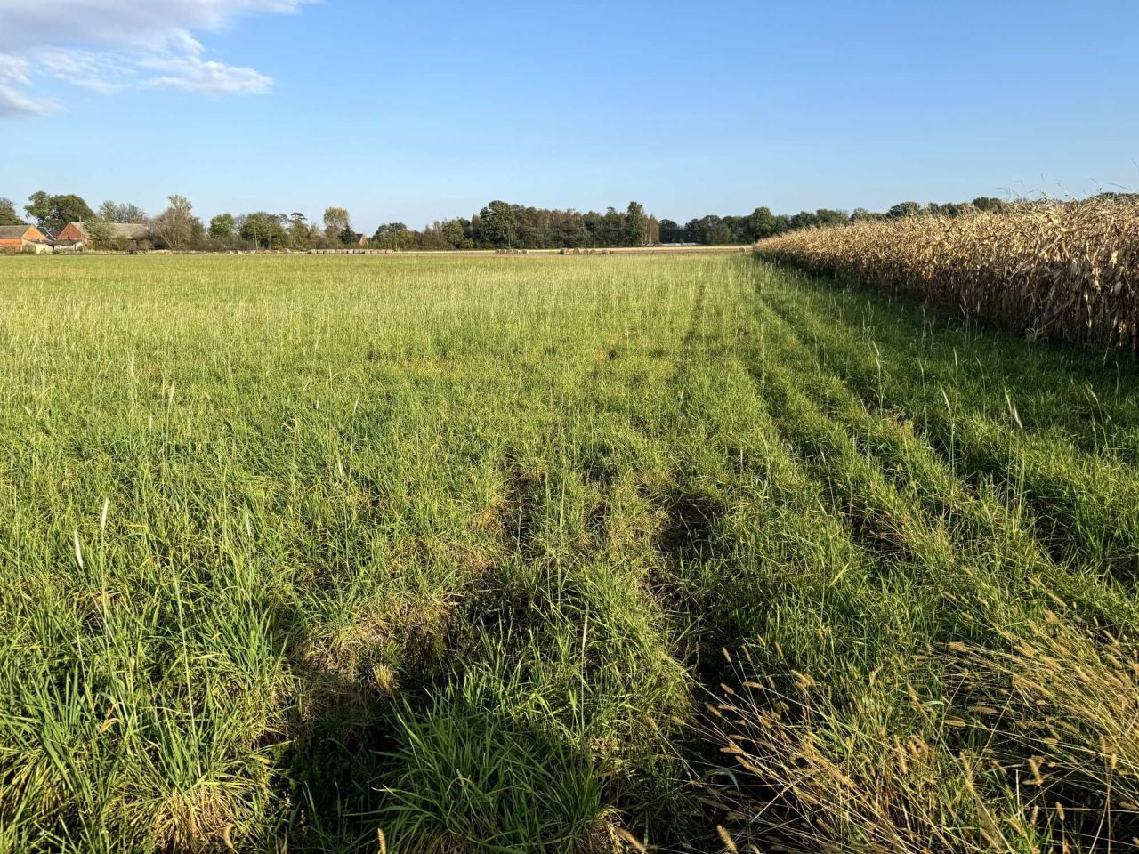 Działka rolno-budowlana Potasznia. Zdjęcie 5