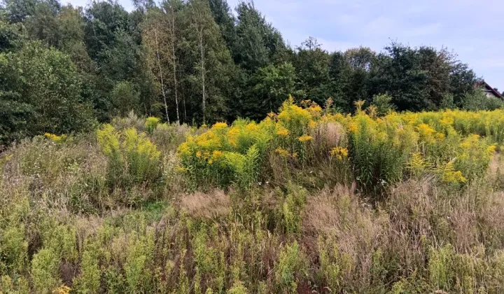Działka budowlana Zalas, ul. Porfirowa