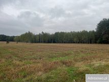 Działka leśna Zabłocie. Zdjęcie 4