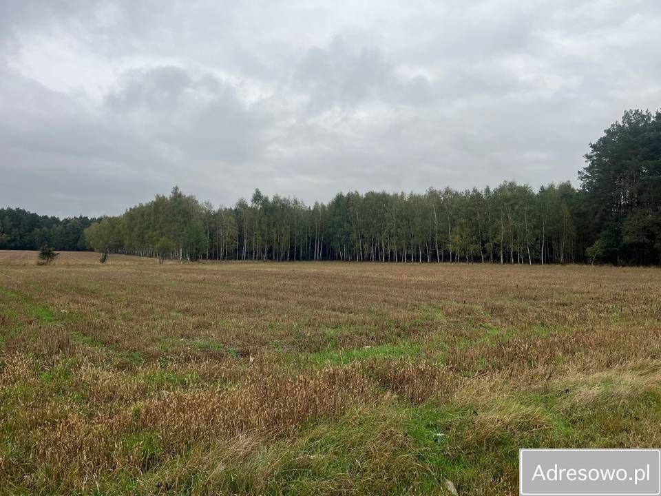 Działka leśna Zabłocie. Zdjęcie 5