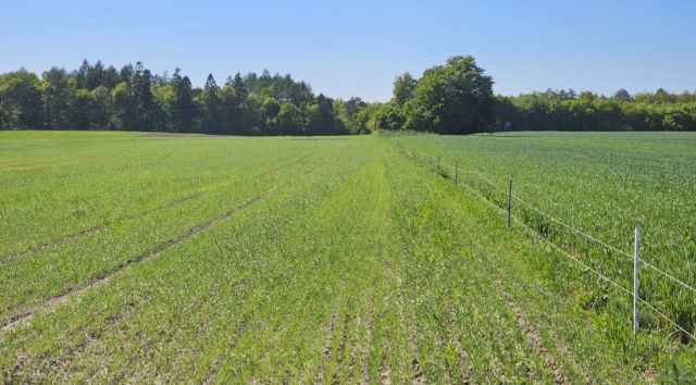 Działka budowlana Widlino. Zdjęcie 1