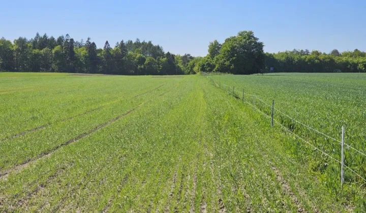 Działka budowlana Widlino