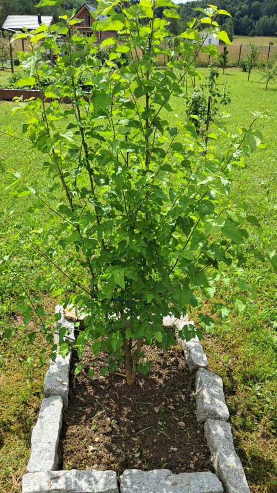 dom wolnostojący, 3 pokoje Chocieszów. Zdjęcie 24