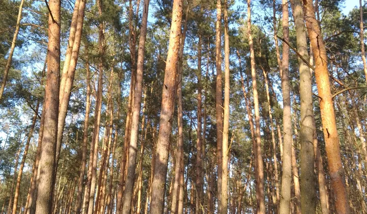 Działka leśna Ziomaki