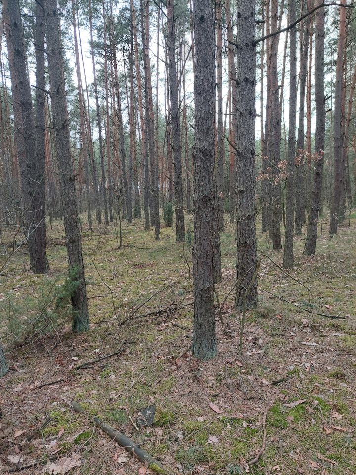 Działka leśna Polaki. Zdjęcie 2