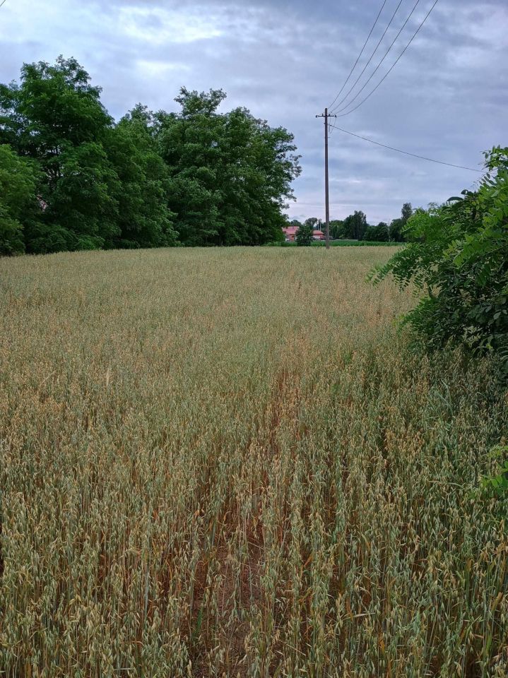 Działka rolno-budowlana Rychwał. Zdjęcie 6