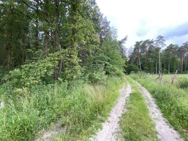 Działka leśna Wygiełdów. Zdjęcie 1