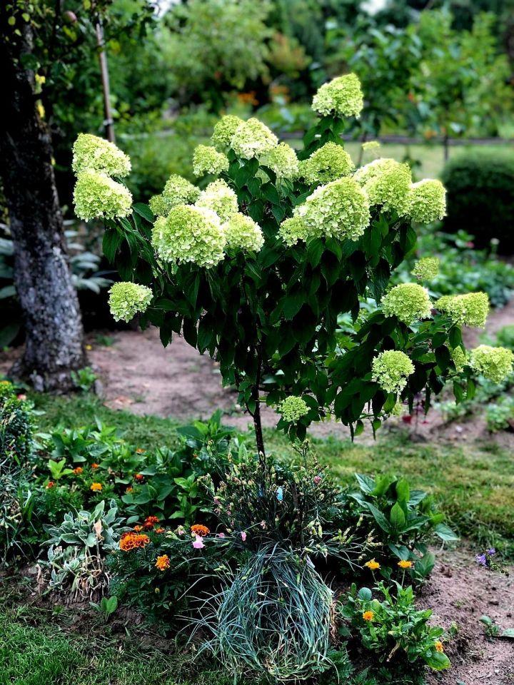 Działka rod Krotoszyn, ul. Bolewskiego. Zdjęcie 5