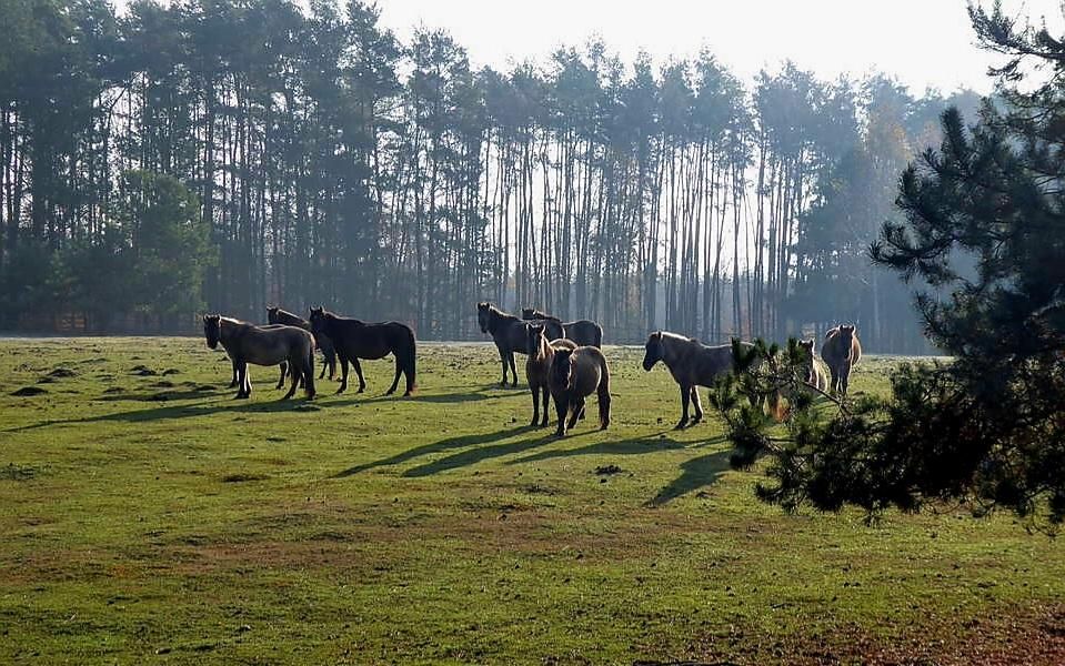 Działka rolno-budowlana Bytnica. Zdjęcie 8