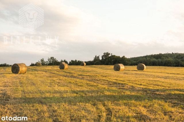 Działka leśna Głosków-Letnisko. Zdjęcie 1